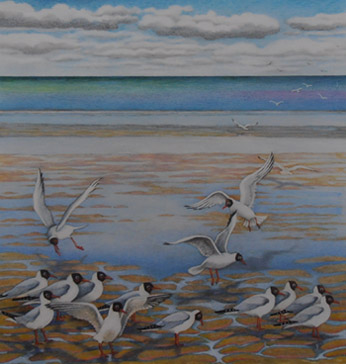 Black Headed Gulls. Shell Bay