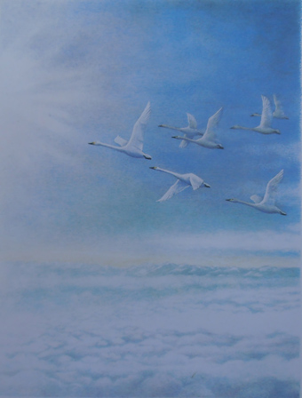 Swan Above Clouds